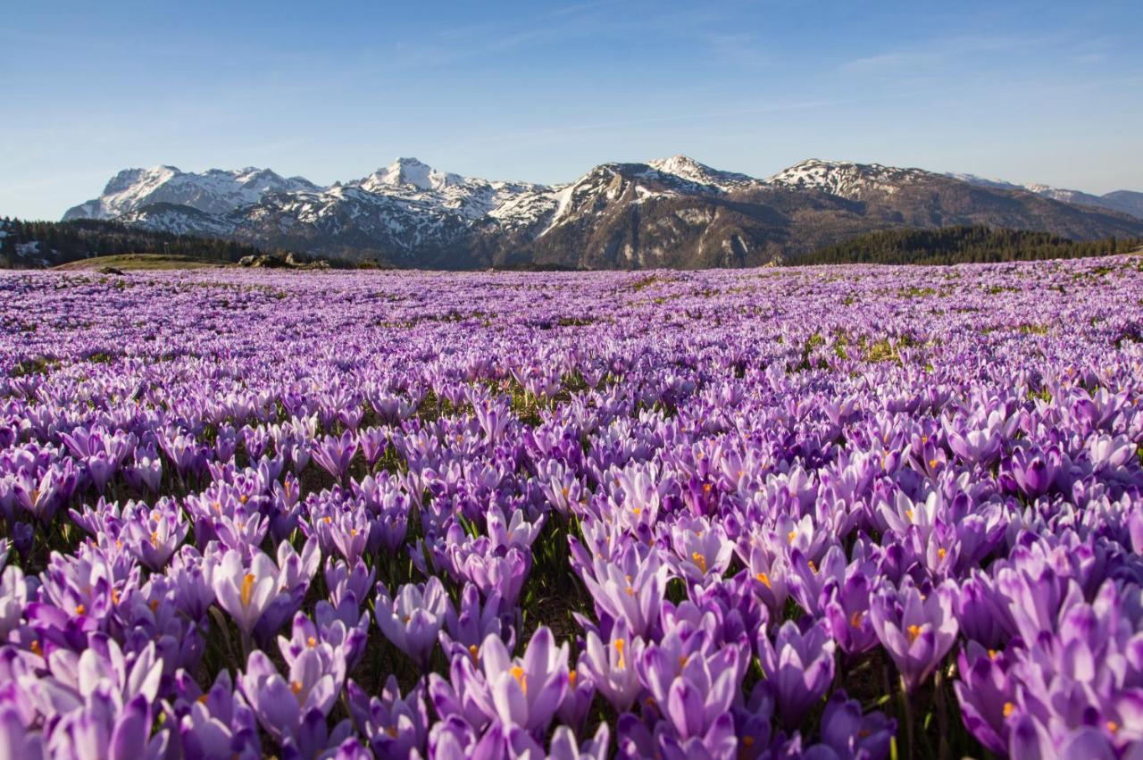 Koca Kronca - Velika Planina Stahovica Exterior foto